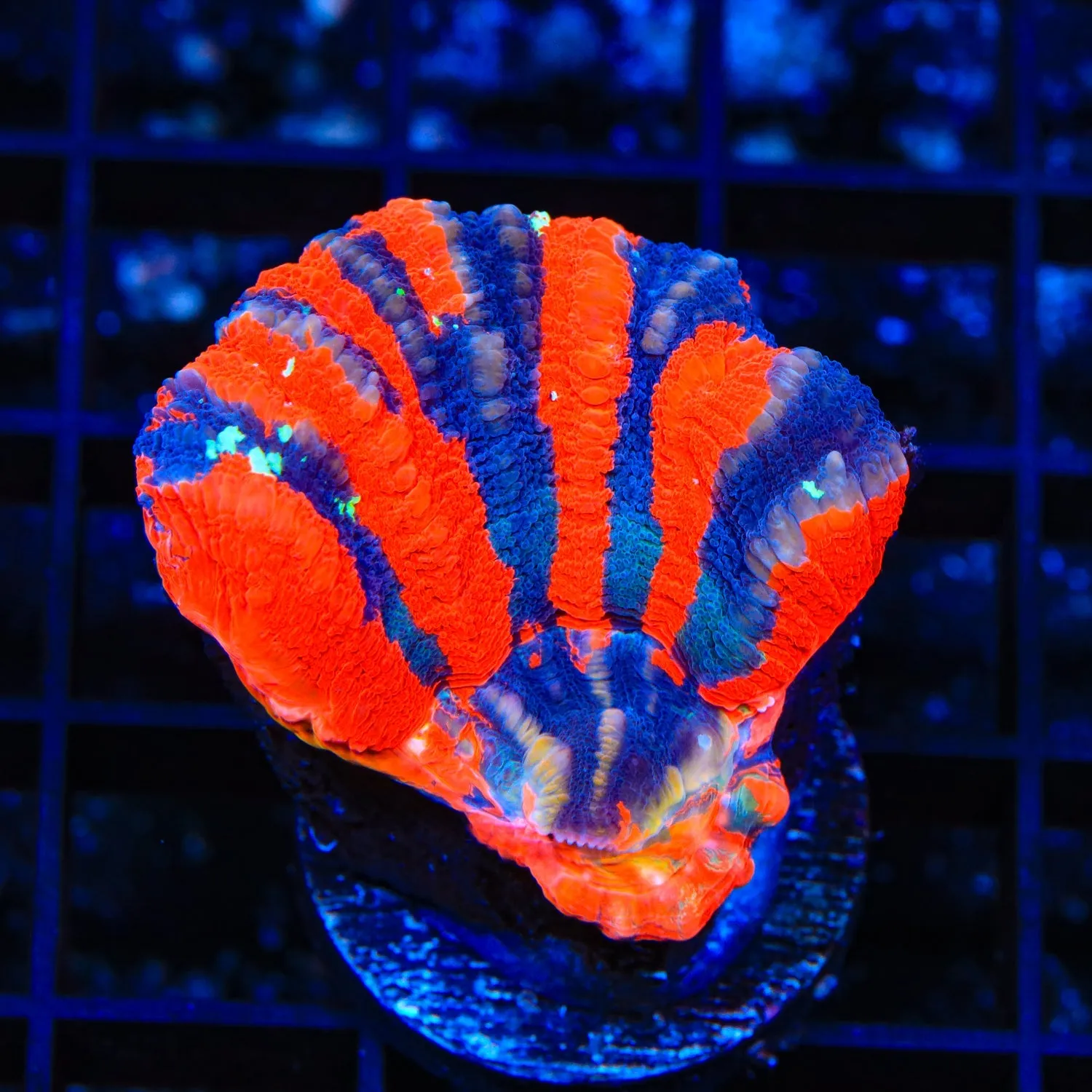 Aquacultured Rainbow Scolymia Coral