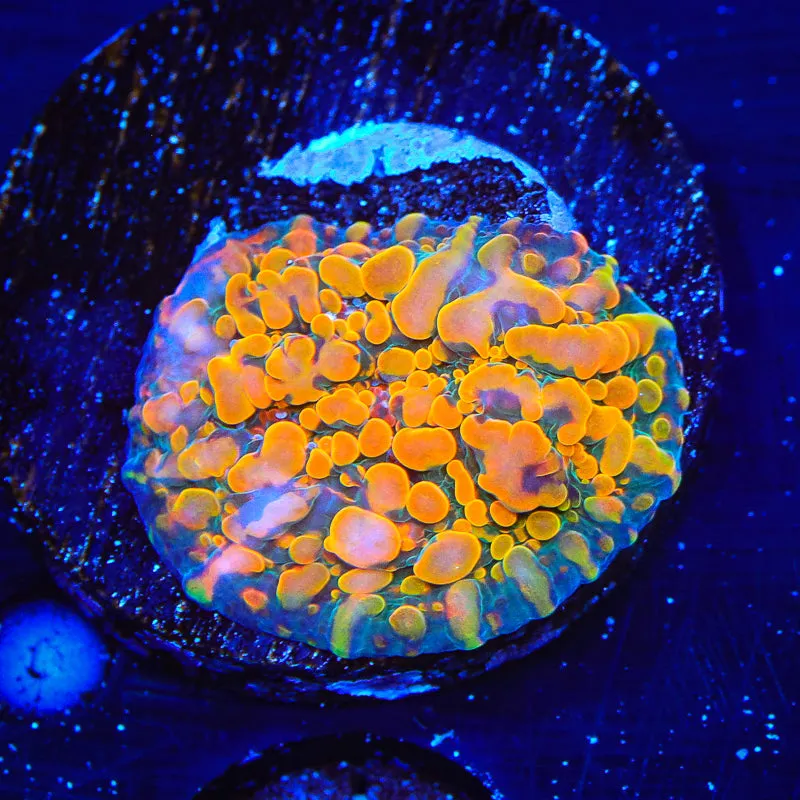 CC Cloudberry Chalice Coral