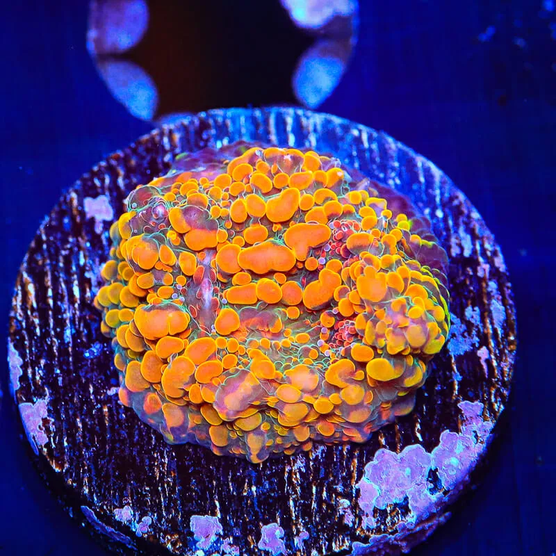 CC Cloudberry Chalice Coral