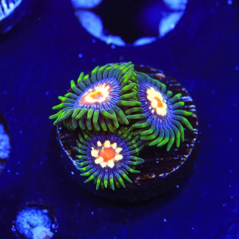 JF Daisy Cutter Zoanthid Coral