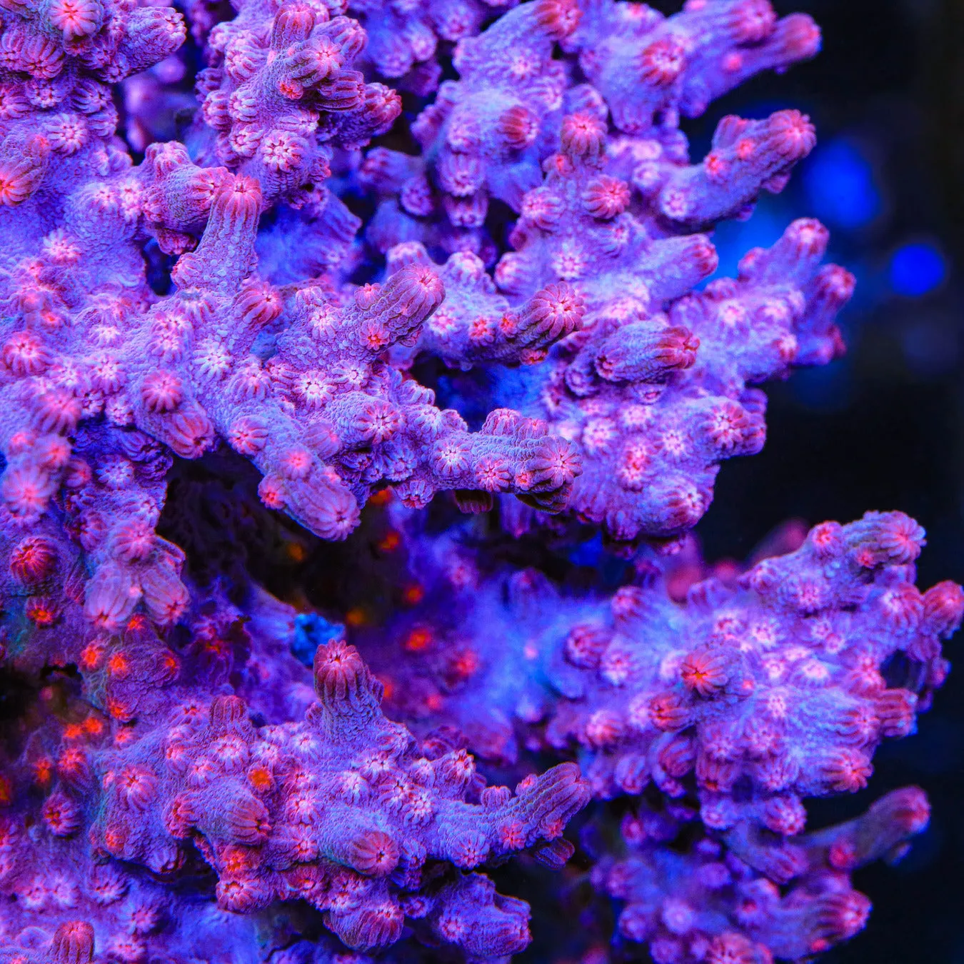 Pink Branching Cyphastrea Coral