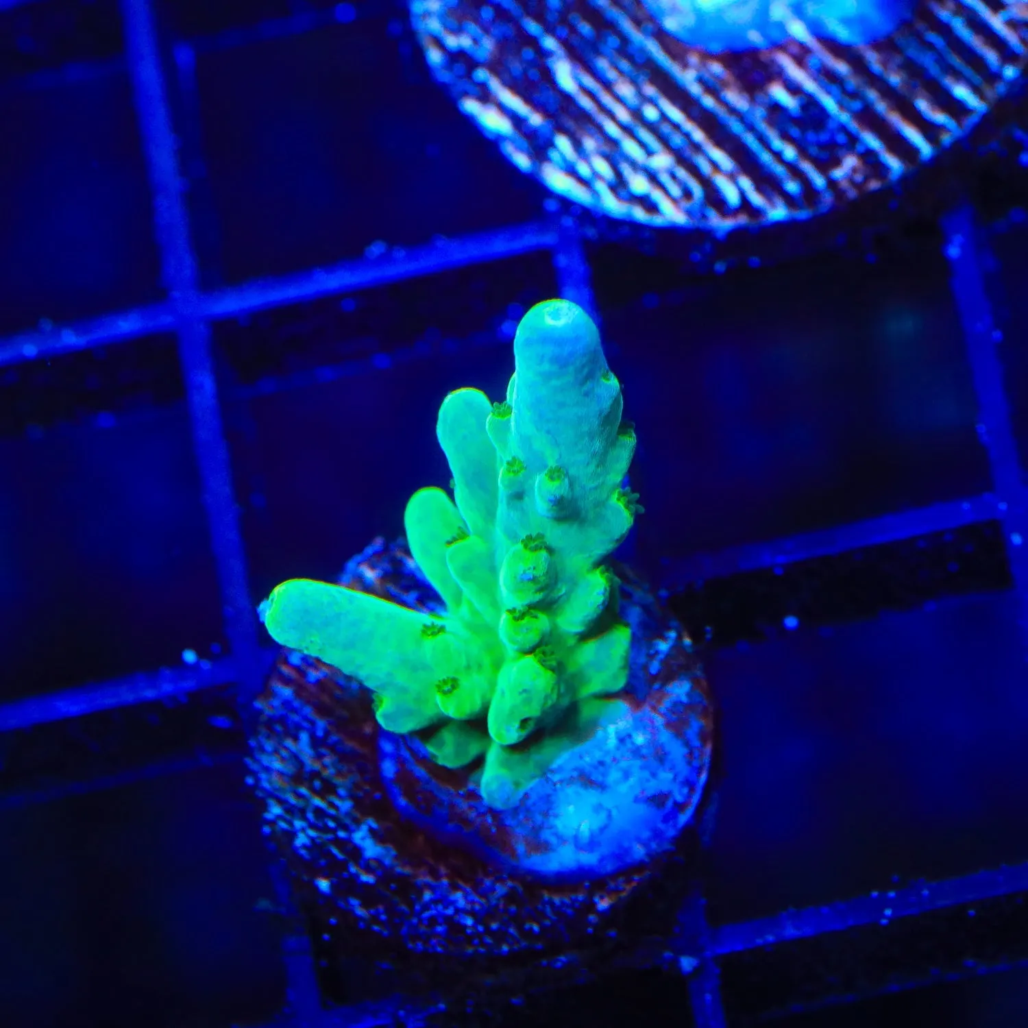 Purple Monster (Greened out) Acropora Coral