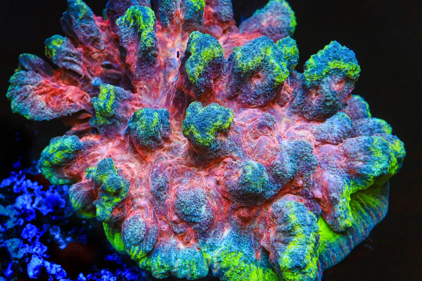 Rainbow Pectinia Coral