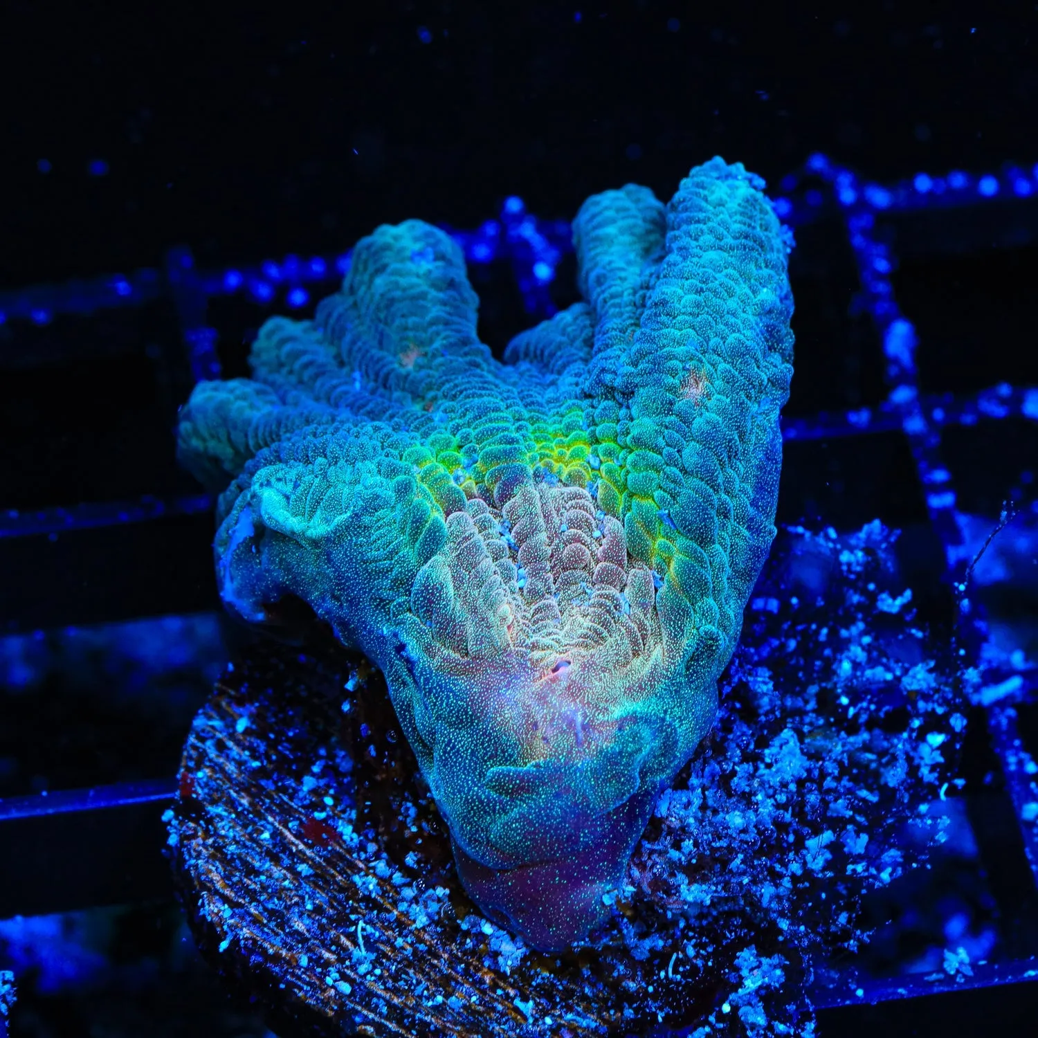 Rainbow Pectinia Coral