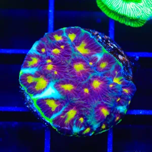 Skittles Favia Coral