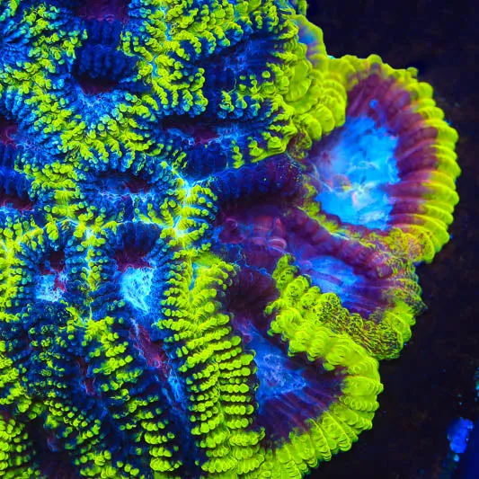 TSA Black Mamba Favia Coral