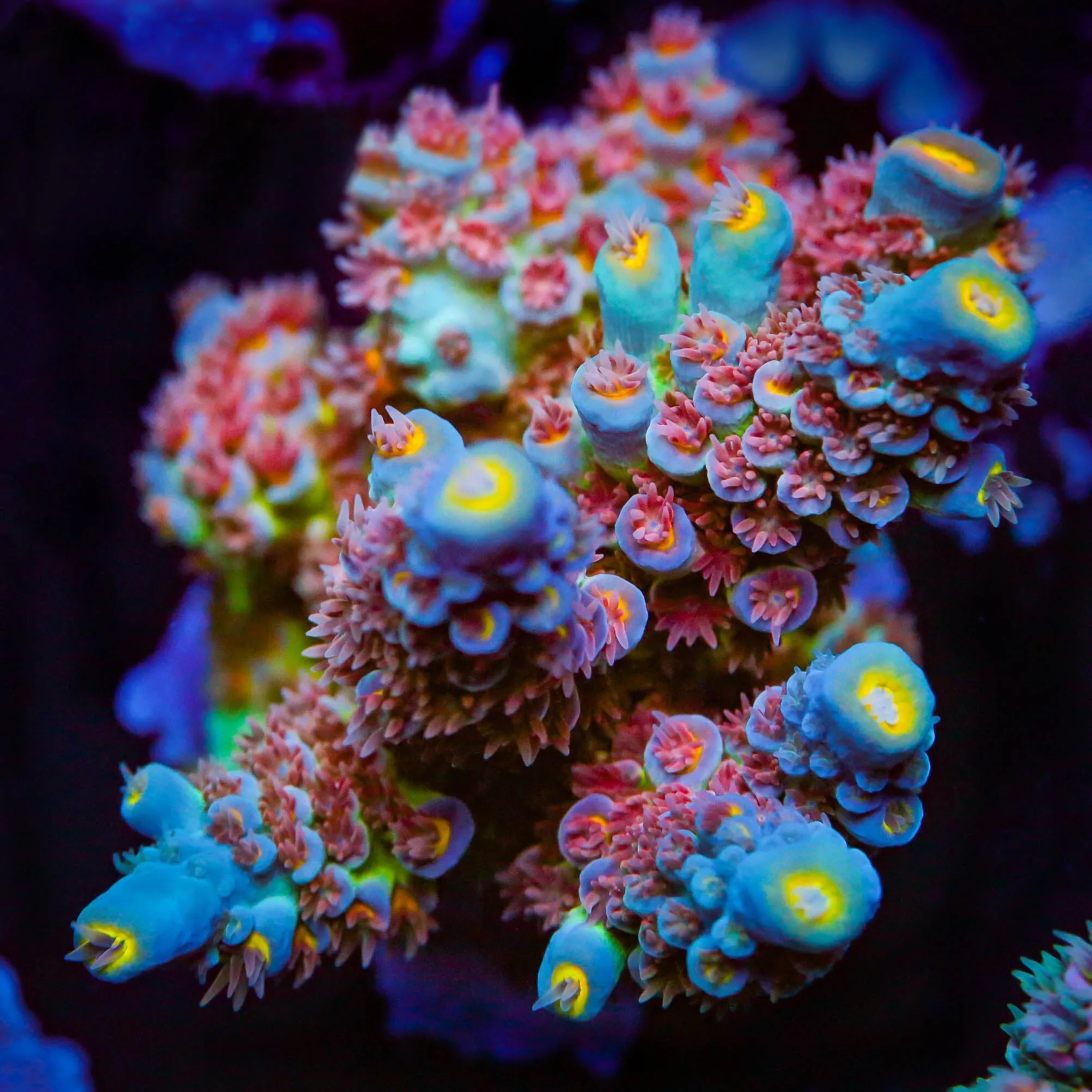 TSA Bubbleyum Tenuis Acropora Coral