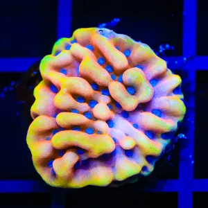 TSA Mango Tango Montipora Coral