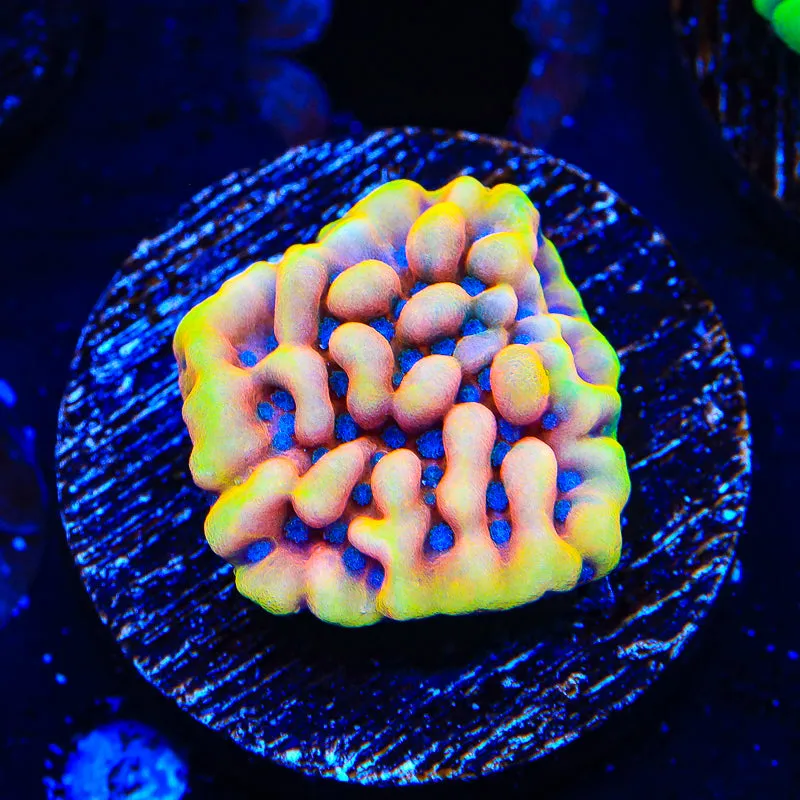 TSA Mango Tango Montipora Coral