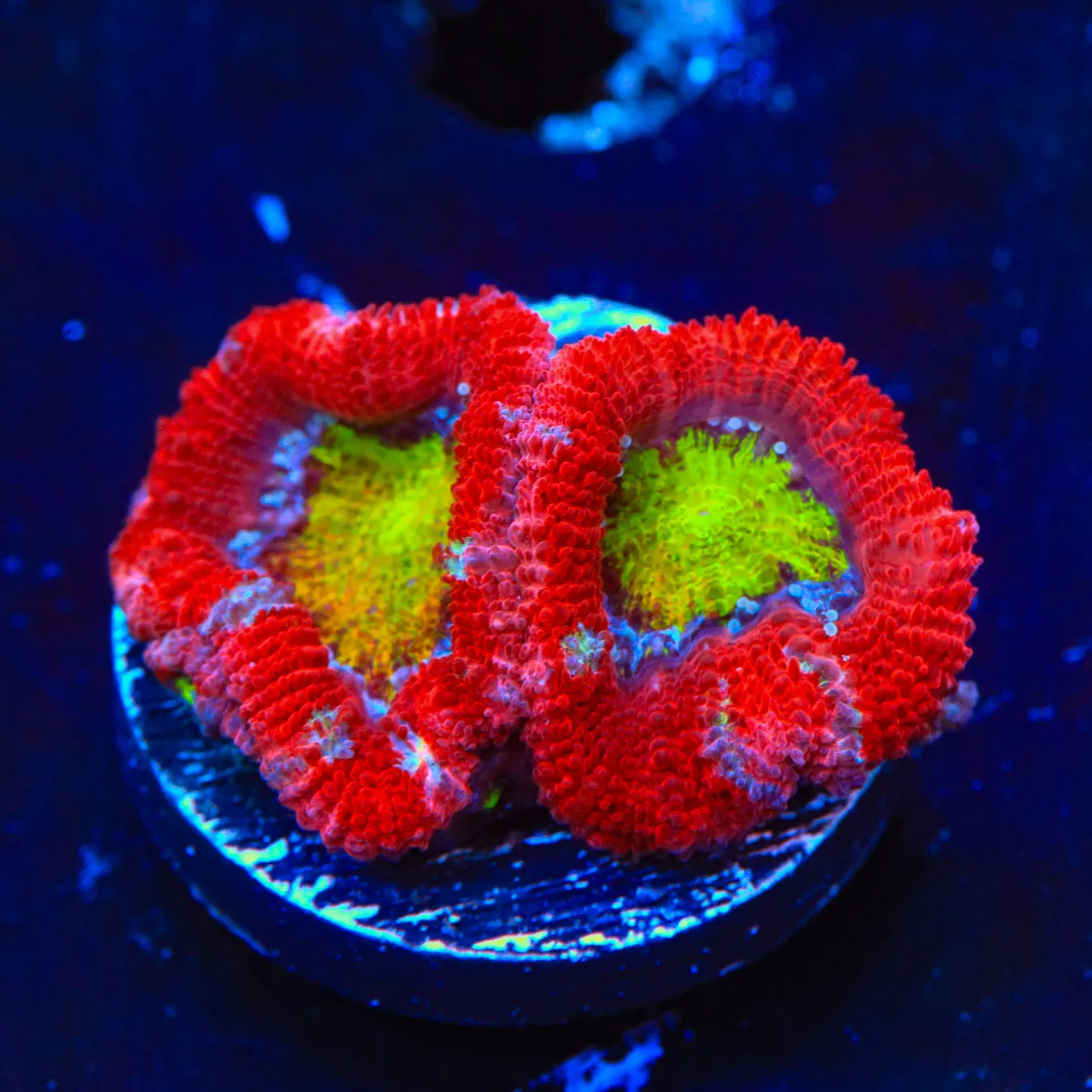 Watermelon Acan Coral